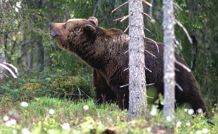 Stor björn hör/vädrar något intressant