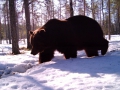 Stor björn vaken tidigt vid gömslet 2008