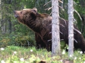 Stor björn hör/vädrar något intressant