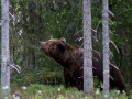 Intresserad björn