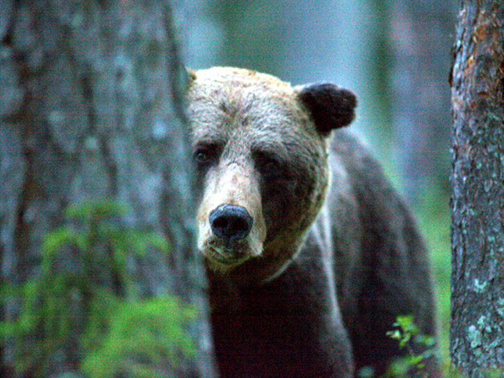 Bilder på björn